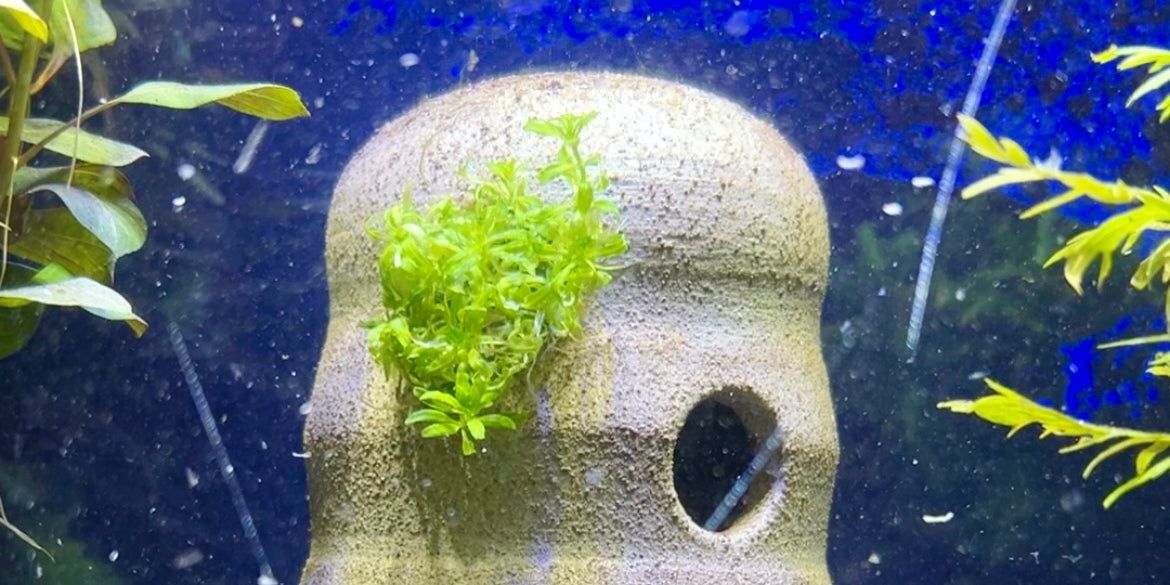 Aquarium decor